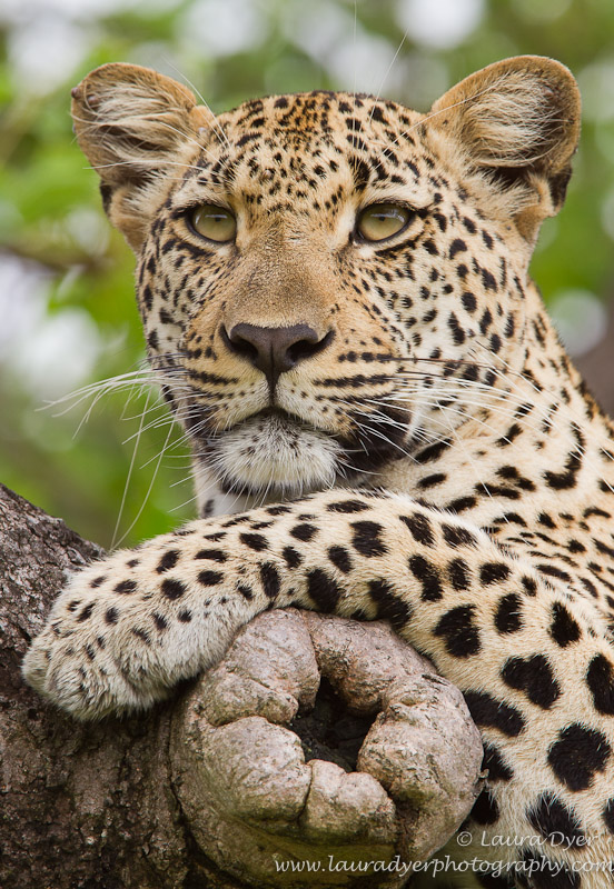 Sabi Sands Leopard in a tree