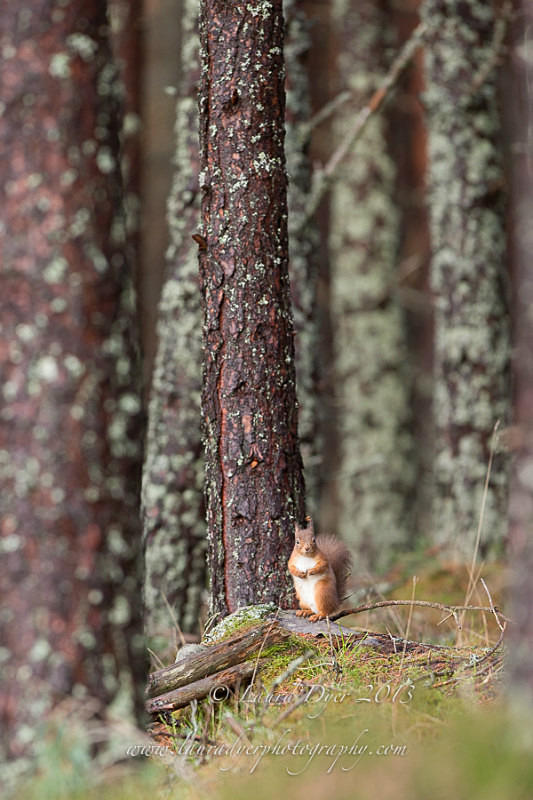 Dwarfed Red Squirrel - British Wildlife