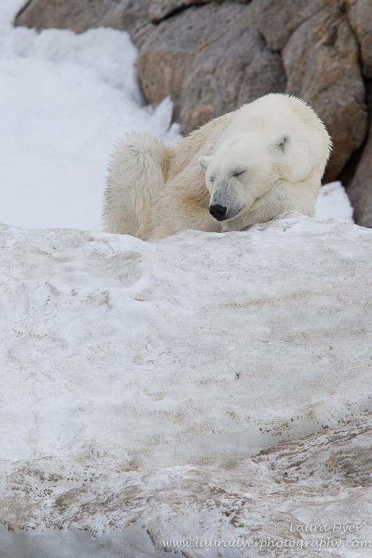 Sleeping bear - Svalbard