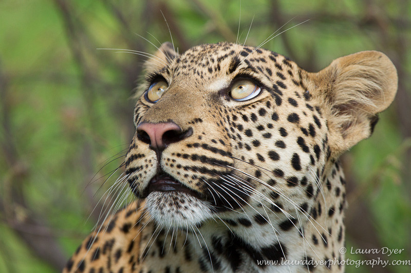 Wide eyes - Leopards
