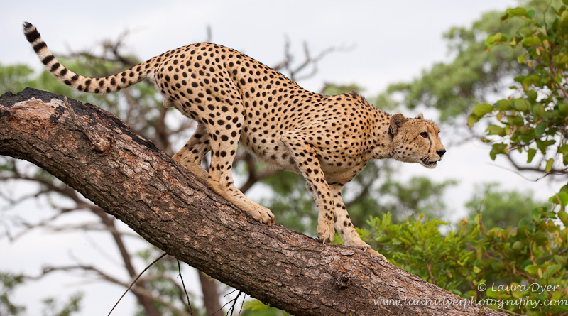 Cheetah lookout