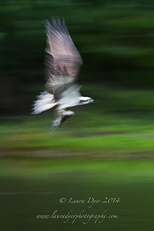 Osprey flight - British Wildlife