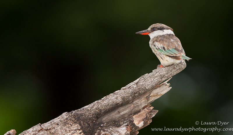 Striped Kingfisher in Okavango