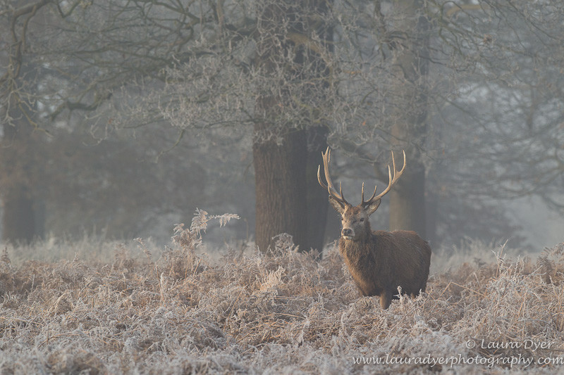 Frosty morning. - British Wildlife