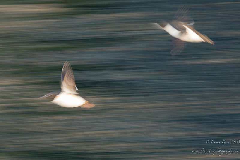 Guillemot motion - Svalbard