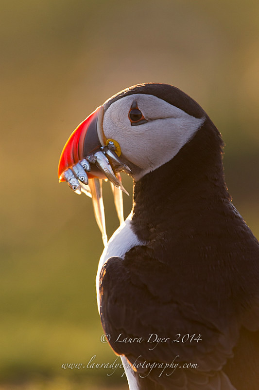 Backlit Puffin with sand eels - Seabirds