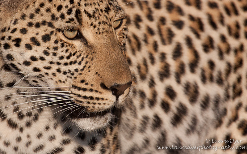 Male leopard close up - Leopards