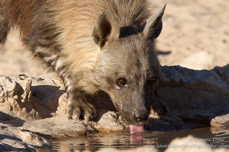 Thirsty brown hyena - Hyena