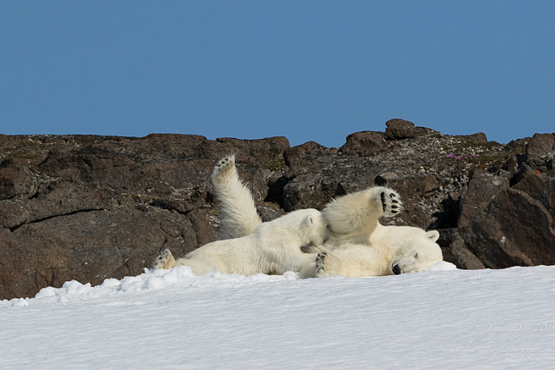 Suckling bear cub - Svalbard