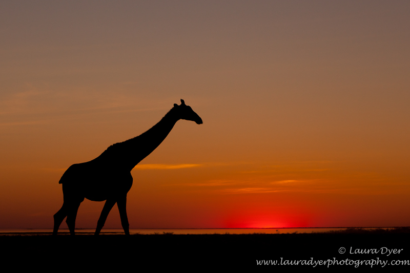 Giraffe on the Etosha pan