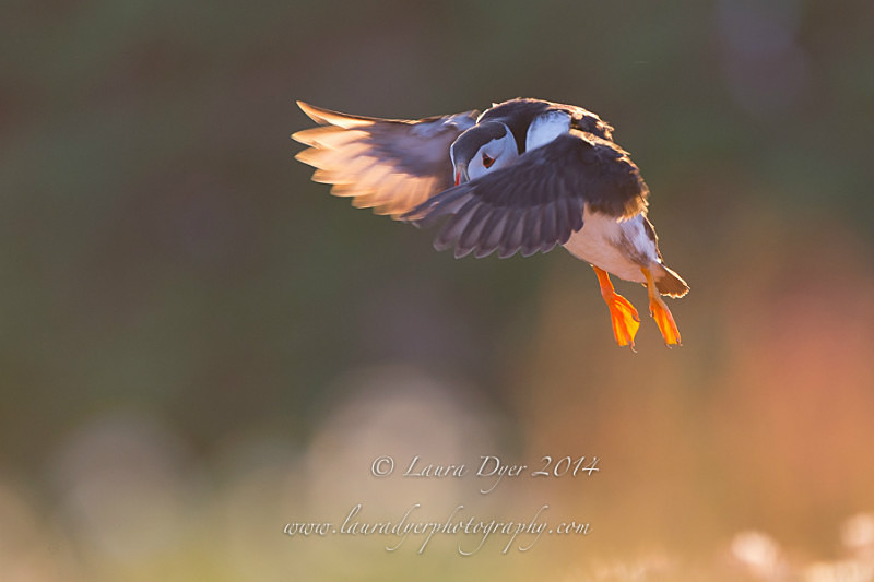 Sunset Puffin flight - Seabirds