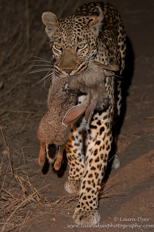Leopard with Scrub Hare kill