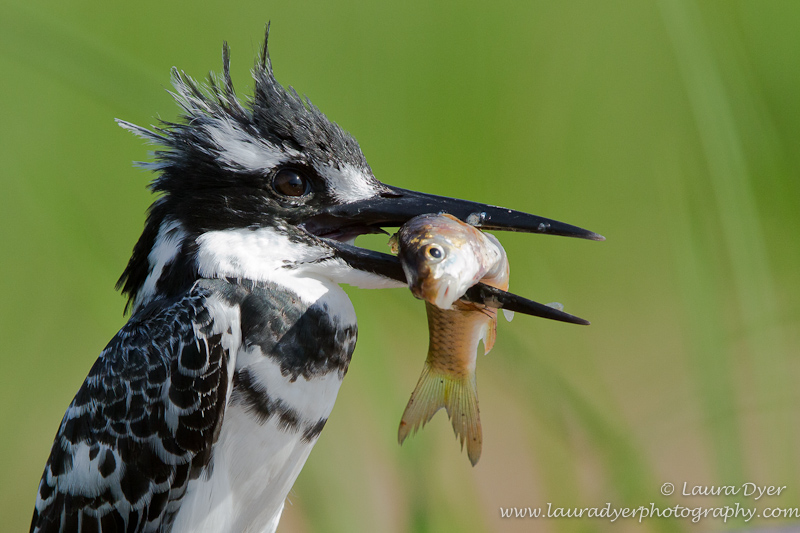 Pied Kingfisher with catch