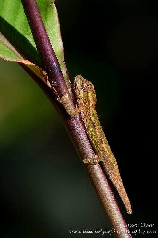 Young chameleon in garden - Other Nature