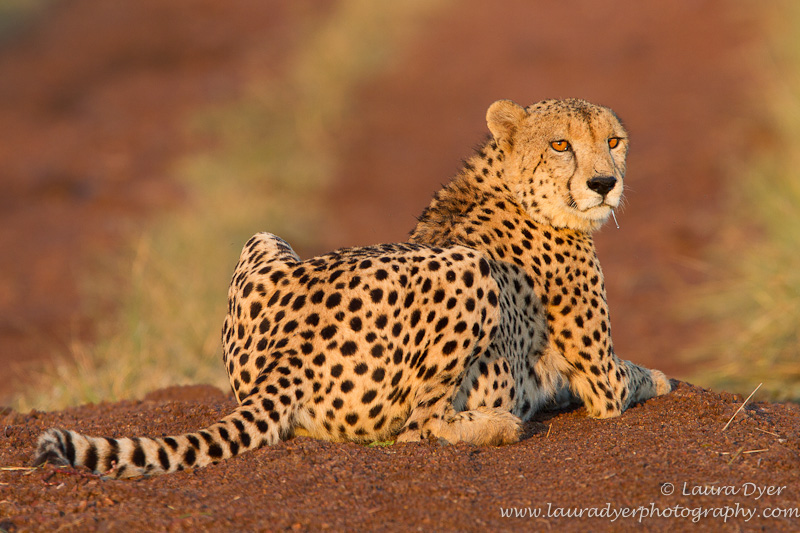Male cheetah at sunrise - Cheetah