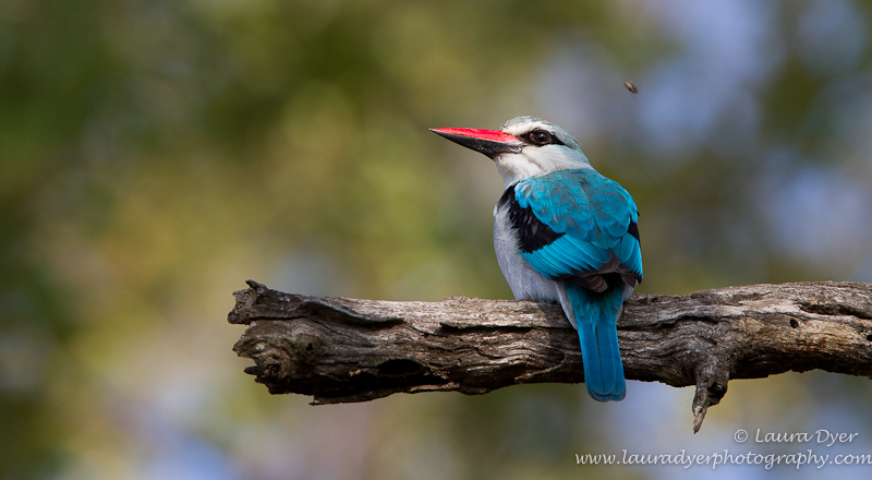 Woodlands kingfisher with a fly