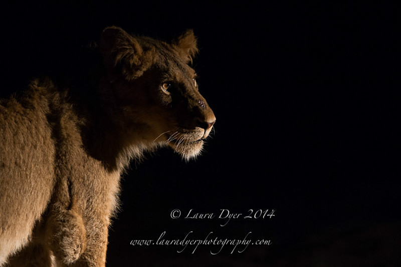 Night time Lion - Lions