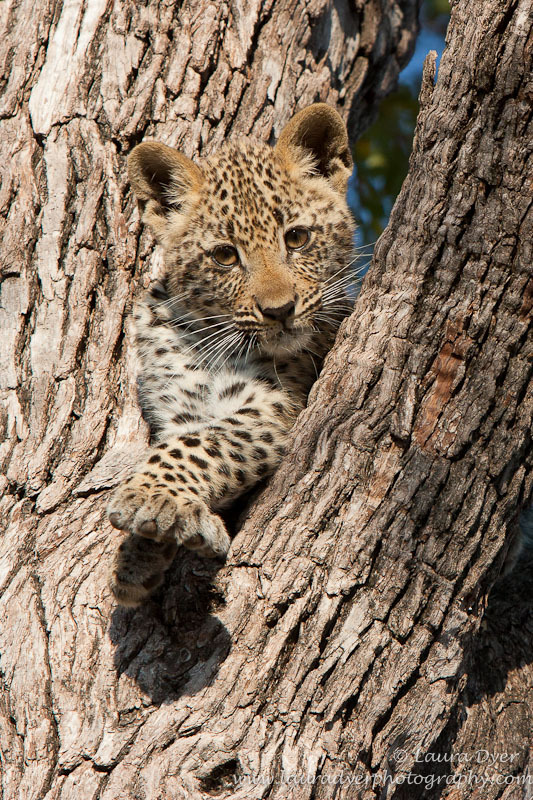 Tlangisa in tree as a cub - Leopards