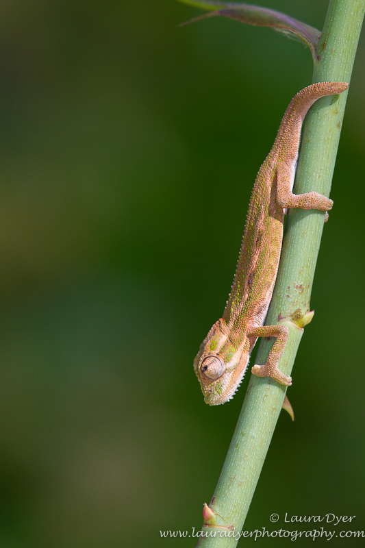 Baby chameleon on rose bush - Other Nature