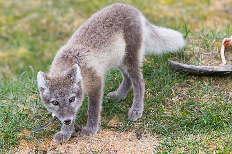 Arctic fox feast - Svalbard