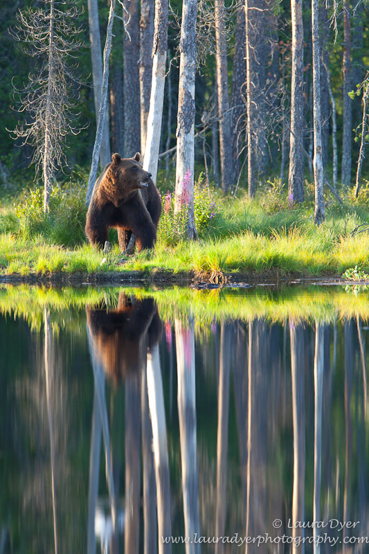 Brown Bear Reflections