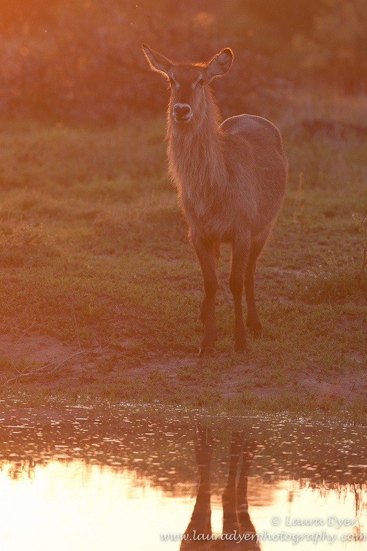 Waterbuck at sunset