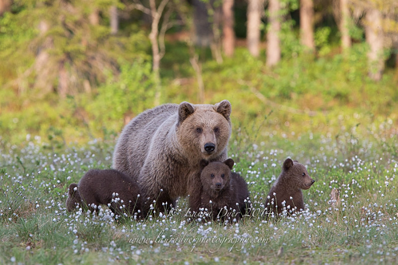 Mother and Spring Cubs - Finland