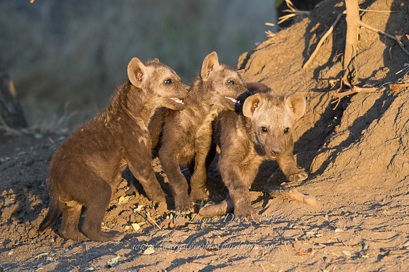 Trio of Trouble - Hyena