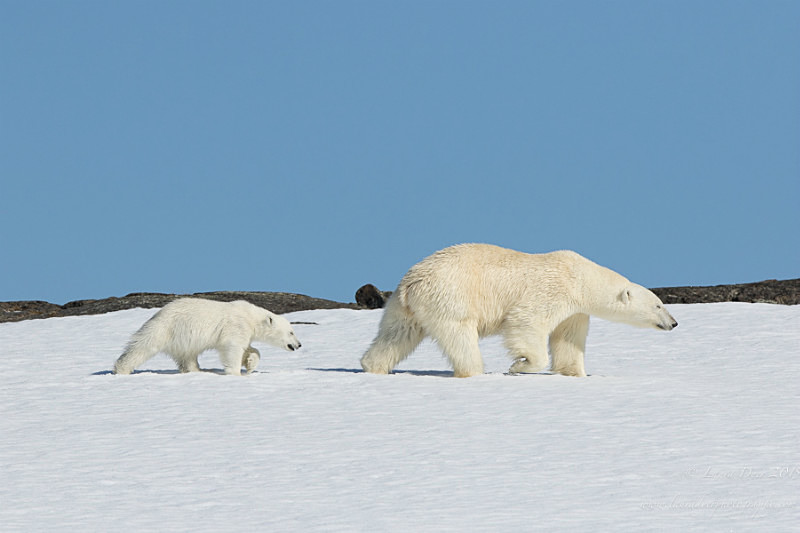 Mother and cub mimic - Svalbard