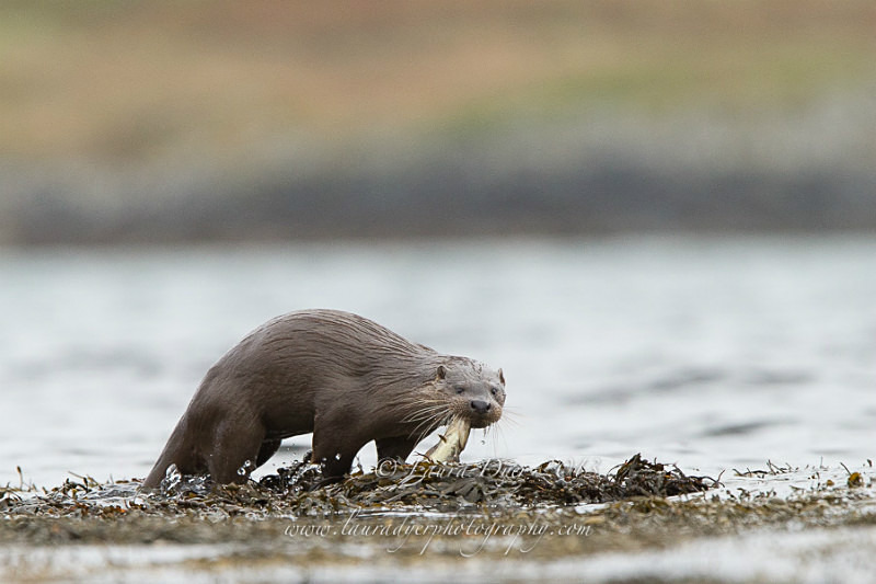 Otter with fish - British Wildlife