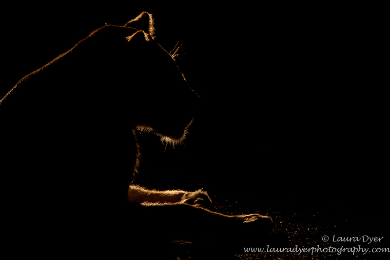 Backlit lioness