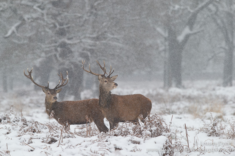 Snowy Red Deer - British Wildlife