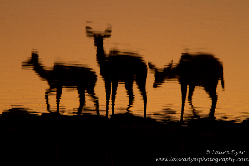 Kudu at sunset