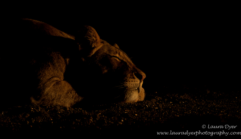 Sleeping beauty in Mashatu - Lions