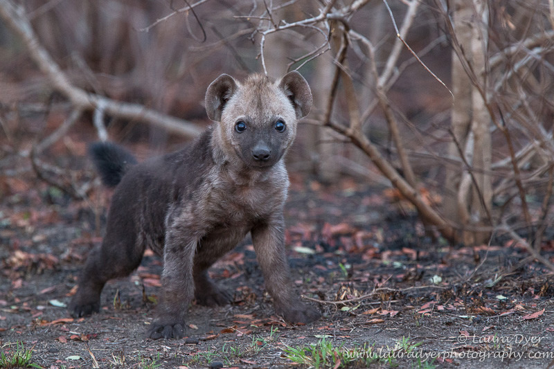 Hyena pup on burnt ground - Hyena