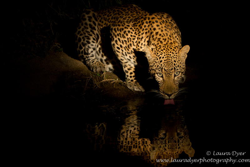 Male leopard drinking under spotlight