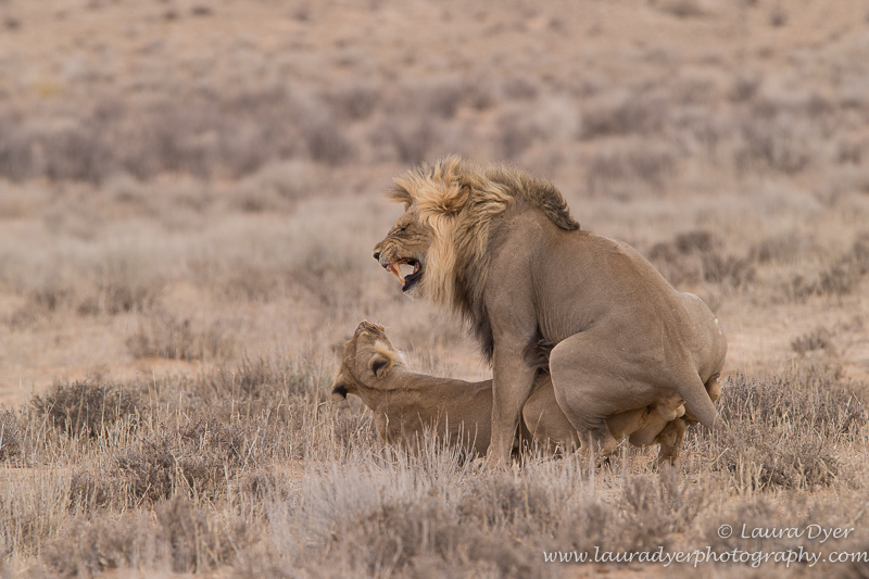 Kalahari mating lionscape - Lions