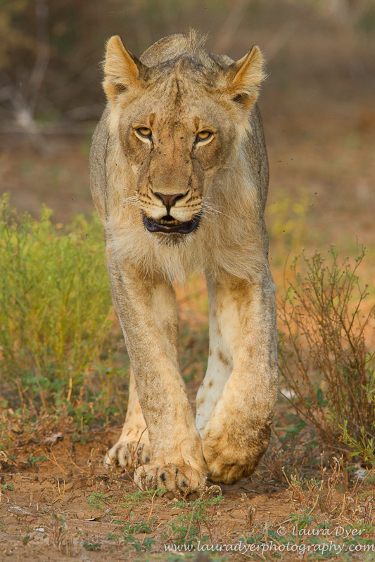 Male lion on approach