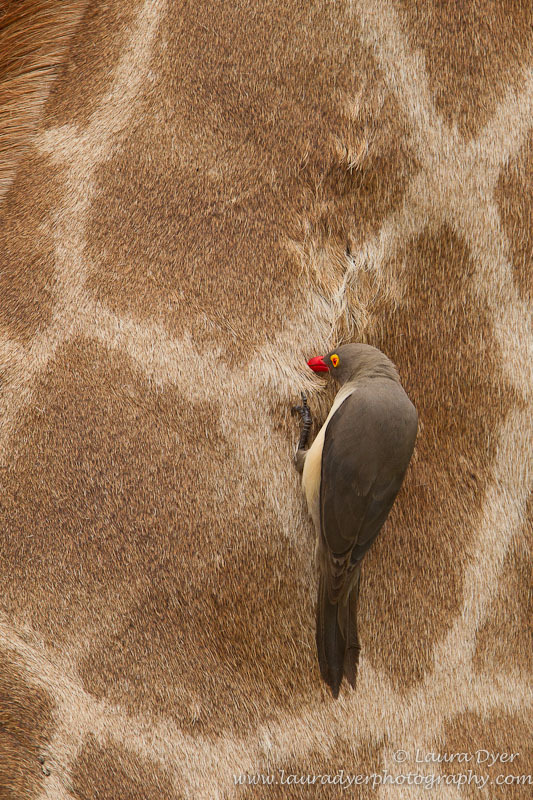 Red-billed oxpecker on Giraffe hide