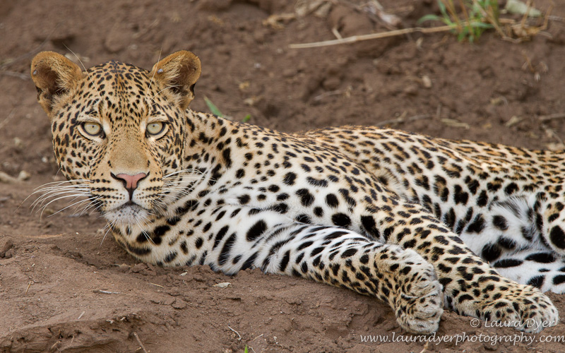 Male leopard stare