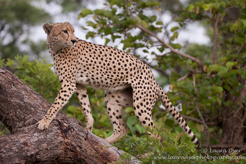 Cheetah on a fallen tree