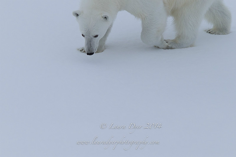 Sneaky Bear - Svalbard