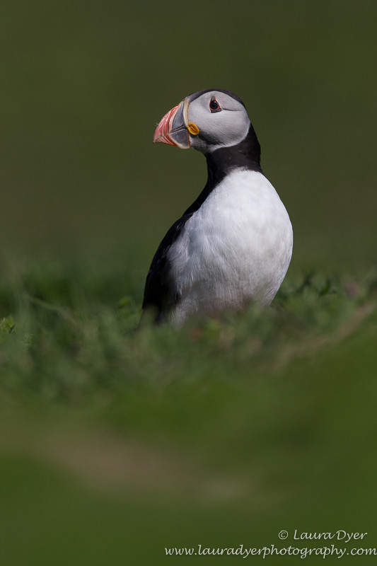 Puffin in the grass - Seabirds