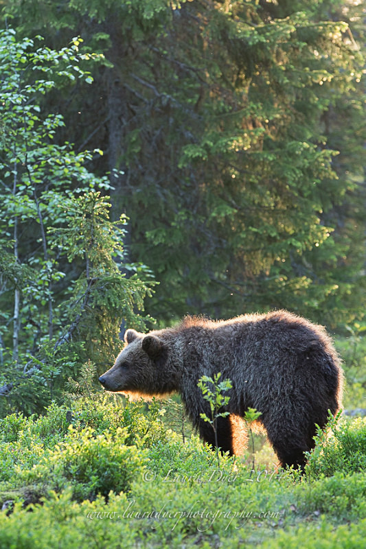 Sunrise Bear - Finland