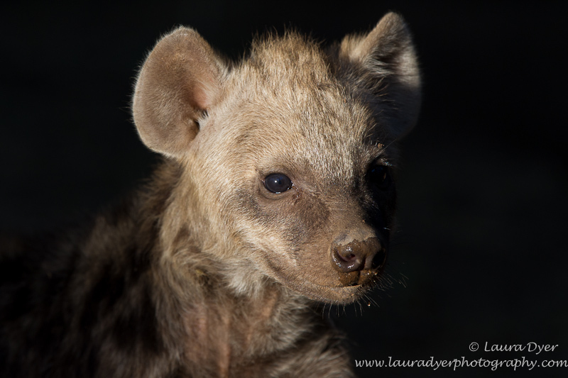 Hyena cub in sunlight - Hyena