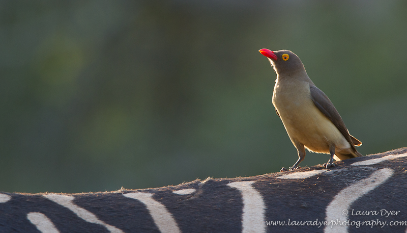 Red- billed Oxpecker at sunset on Zebra
