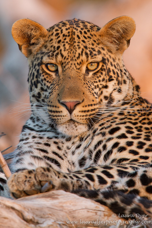 Rollercoaster son portrait - Leopards
