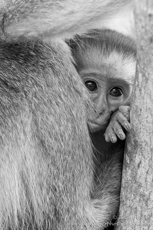 Baby monkey peeping out