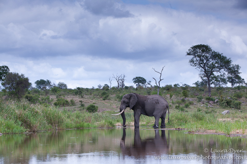 Elephant under stormy skies
