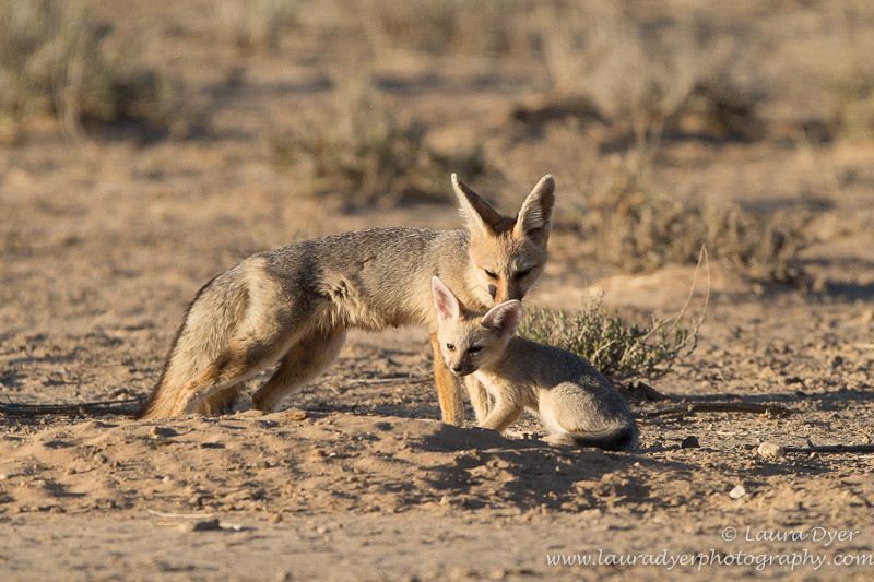 Cape Fox family - Other predators